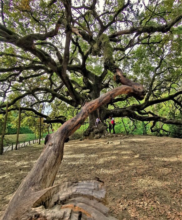 Trekking a Montecarlo di Lucca: Sapori d'Autunno e la Quercia delle Streghe desktop picture