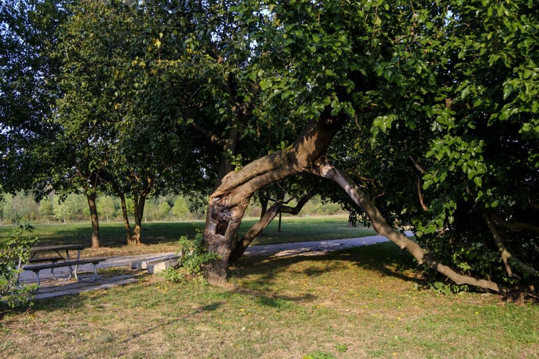 Passeggiata nel Parco Nord Milano: la mostra immersiva Dentro le Foreste desktop picture