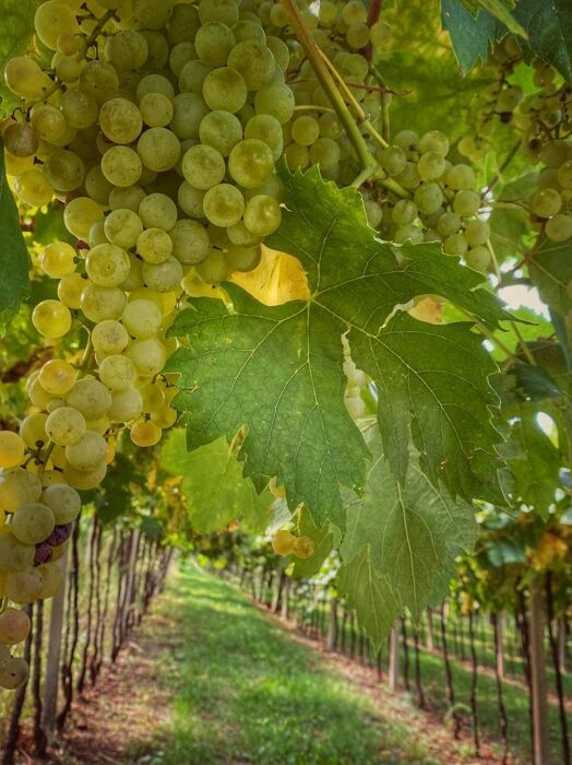 Monte Tenda e Castello di Soave: Escursione tra vigne, cipressi e merlature medievali desktop picture