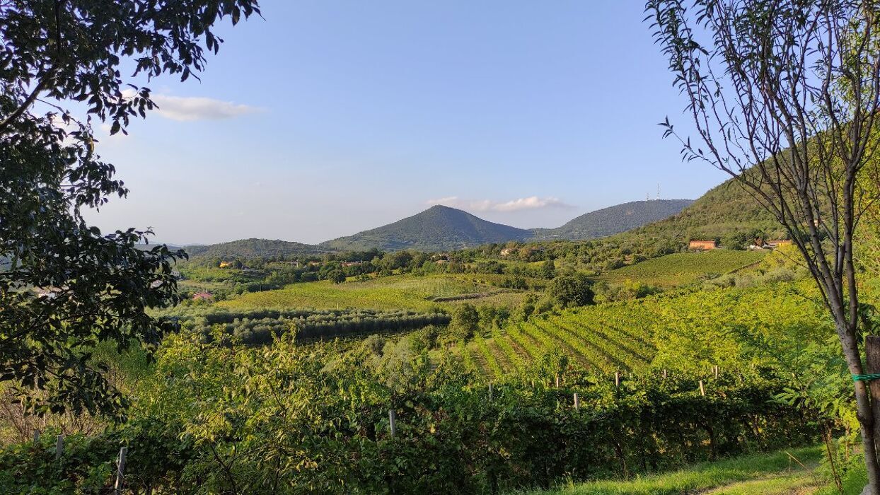 La Molitura delle Olive: degustazione e trekking euganeo desktop picture