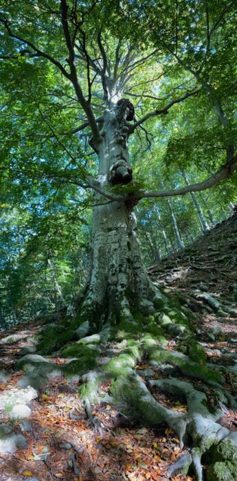 Escursione Storica e Naturale nell'Alta Valle Intelvi: trincee, faggi e contrabbandieri desktop picture