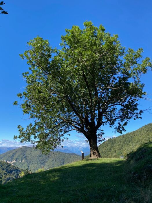 Escursione Storica e Naturale nell'Alta Valle Intelvi: trincee, faggi e contrabbandieri desktop picture