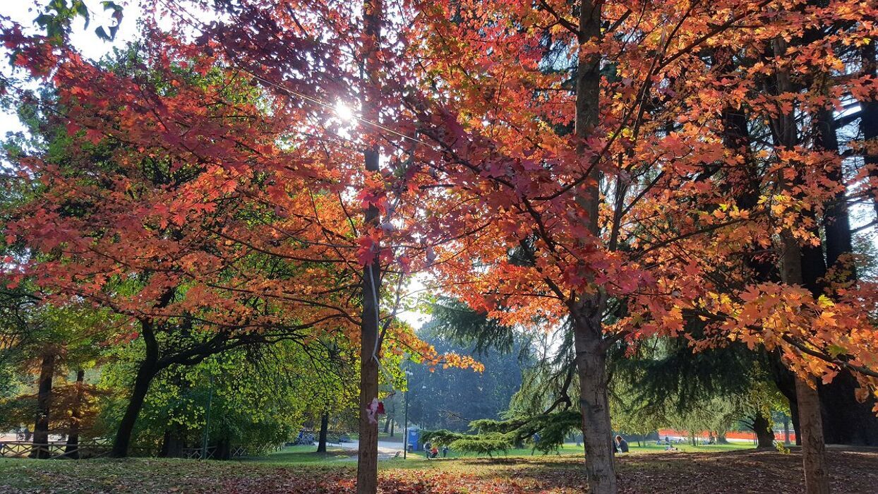 Foliage d'Autunno a Parco Sempione: tra Arte e Natura desktop picture