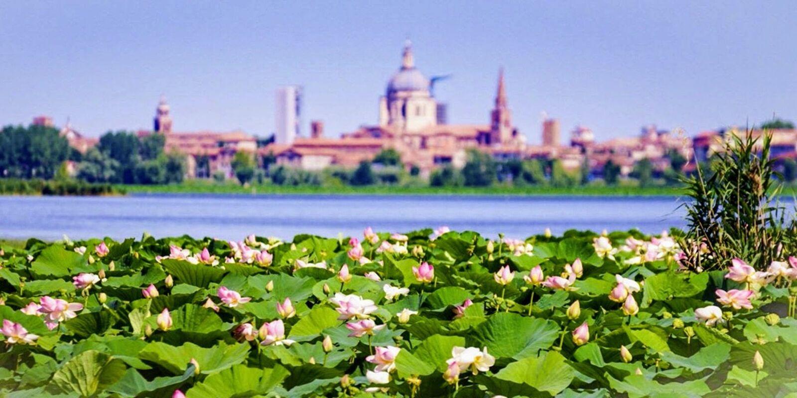 Mantova, l'Isola dei Fiori di Loro più grande d'Italia: dove poterla  ammirare