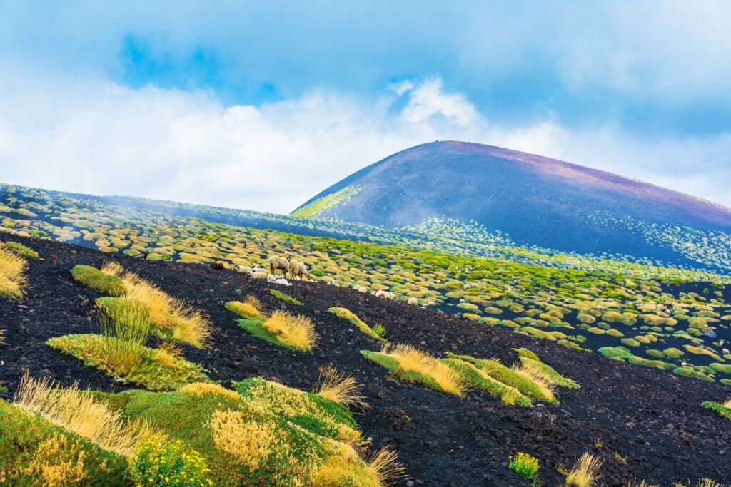 Risultato immagini per betulla etna - monti sartorius