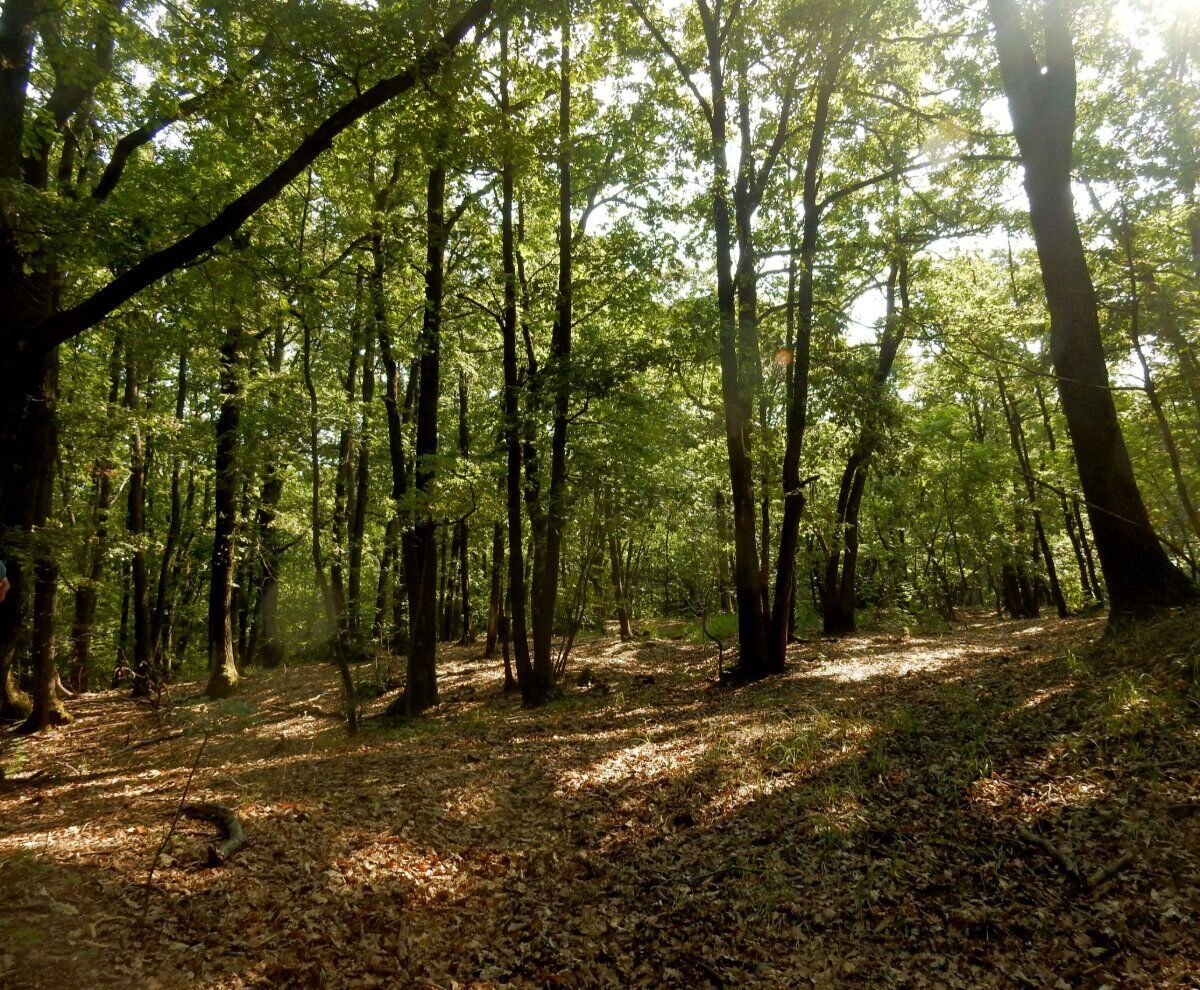 Il Sentiero del Papa: Tra i Vigneti del Bosco delle Sorti Il Sentiero del Papa: Tra i Vigneti del Bosco delle Sorti desktop picture