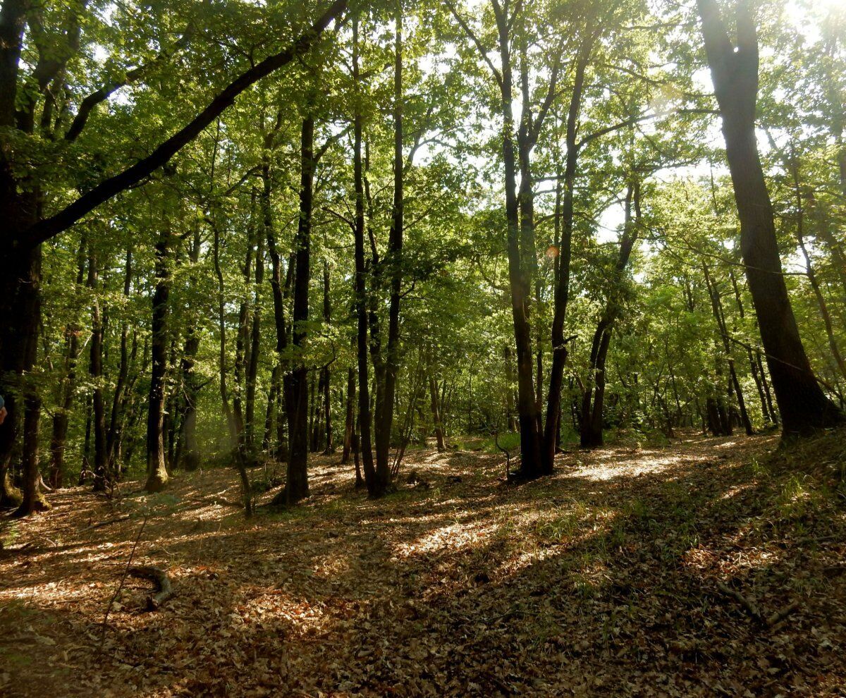 Il Sentiero del Papa: Tra i Vigneti del Bosco delle Sorti desktop picture