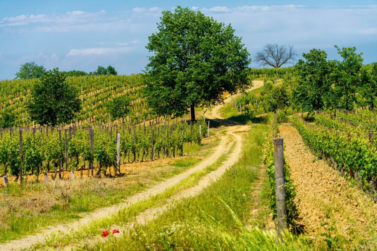 Il Sentiero del Papa: Tra i Vigneti del Bosco delle Sorti Il Sentiero del Papa: Tra i Vigneti del Bosco delle Sorti desktop picture