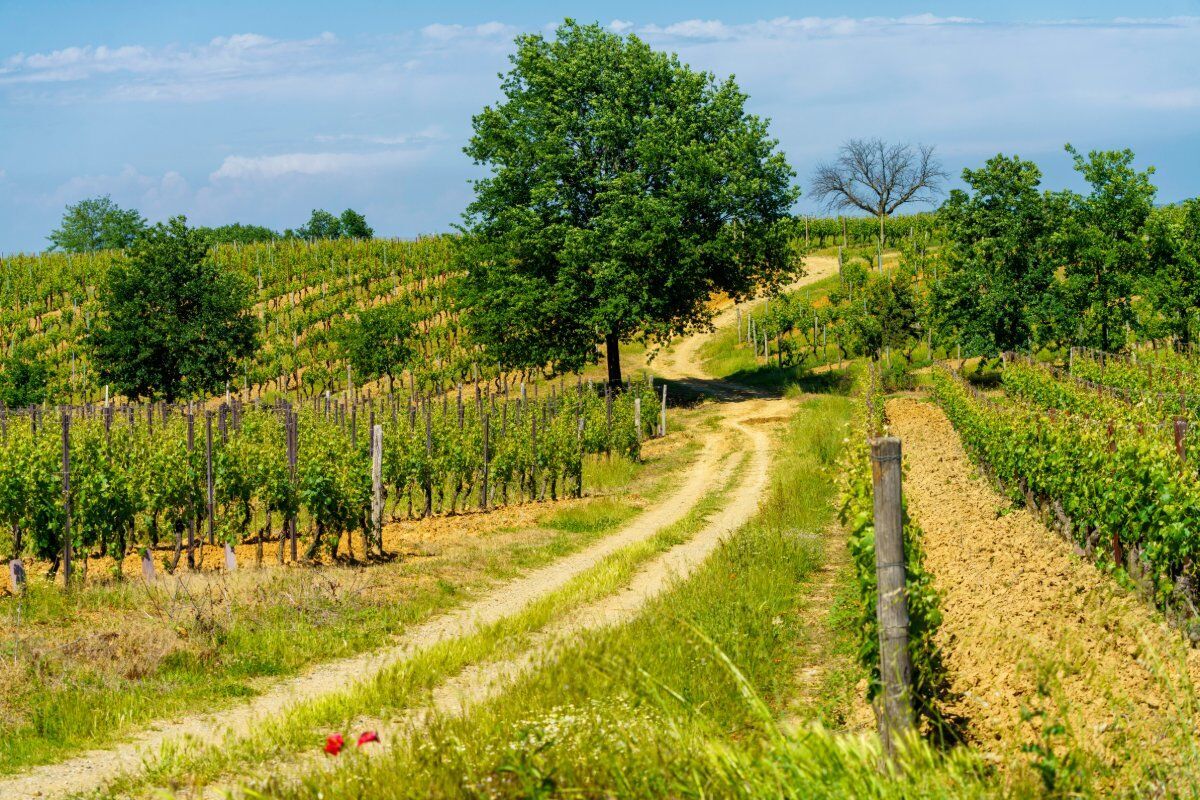 Il Sentiero del Papa: Tra i Vigneti del Bosco delle Sorti desktop picture