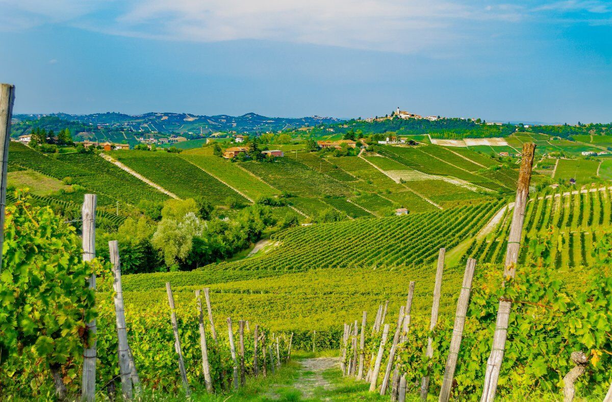 Il Sentiero del Papa: Tra i Vigneti del Bosco delle Sorti desktop picture