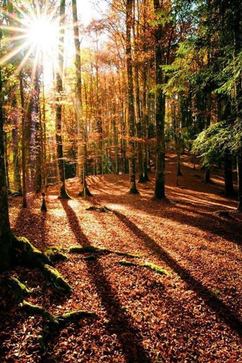 La Foresta del Cansiglio: il Bosco dei Cervi (BL) La Foresta del Cansiglio: il Bosco dei Cervi (BL) desktop picture