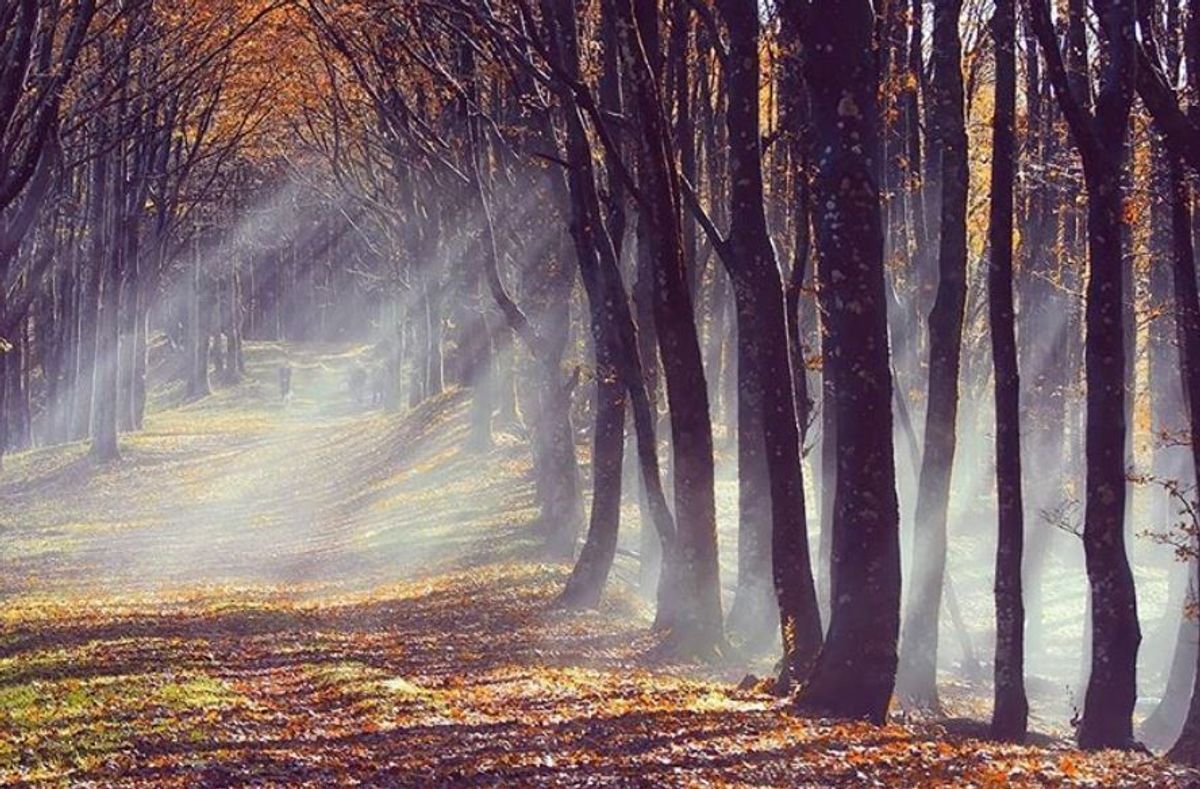 Campigna, nel Parco Nazionale delle Foreste Casentinesi Campigna, nel Parco Nazionale delle Foreste Casentinesi desktop picture