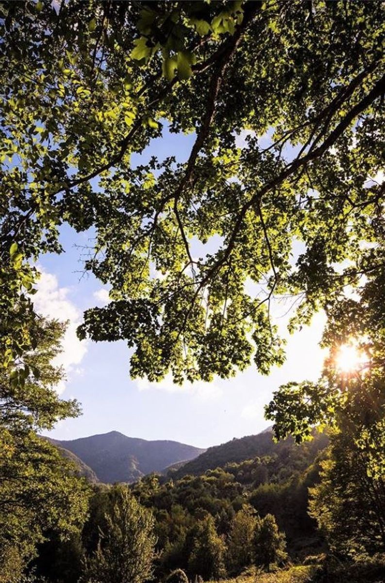 Campigna, nel Parco Nazionale delle Foreste Casentinesi desktop picture