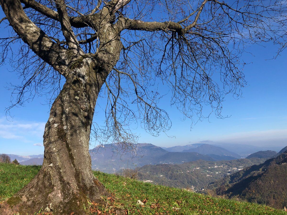 Ciaspolata presso il Sentiero dei Grandi Alberi - Seconda parte desktop picture