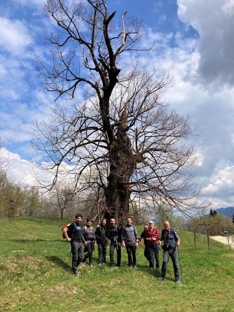 Il Sentiero dei Grandi Alberi - Seconda parte Il Sentiero dei Grandi Alberi - Seconda parte desktop picture