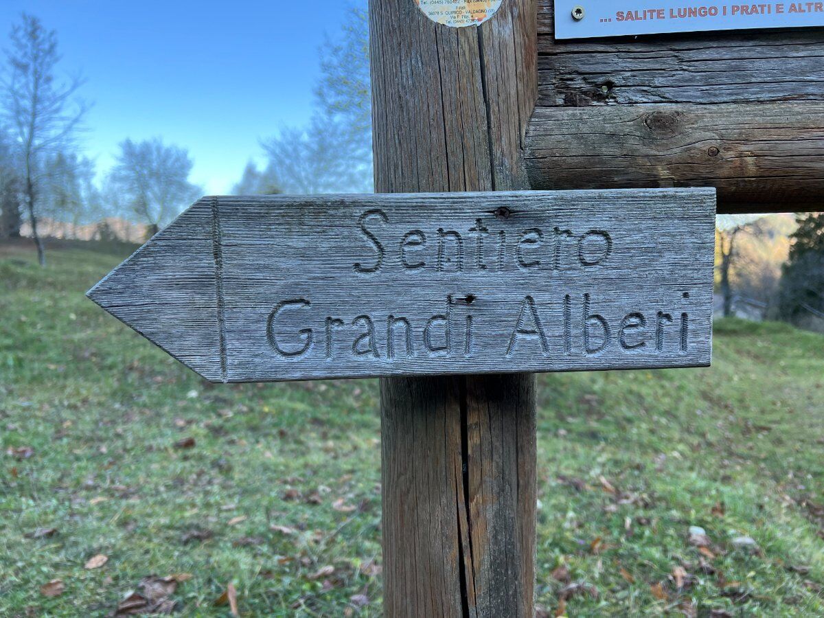 Il Sentiero dei Grandi Alberi - Seconda parte desktop picture