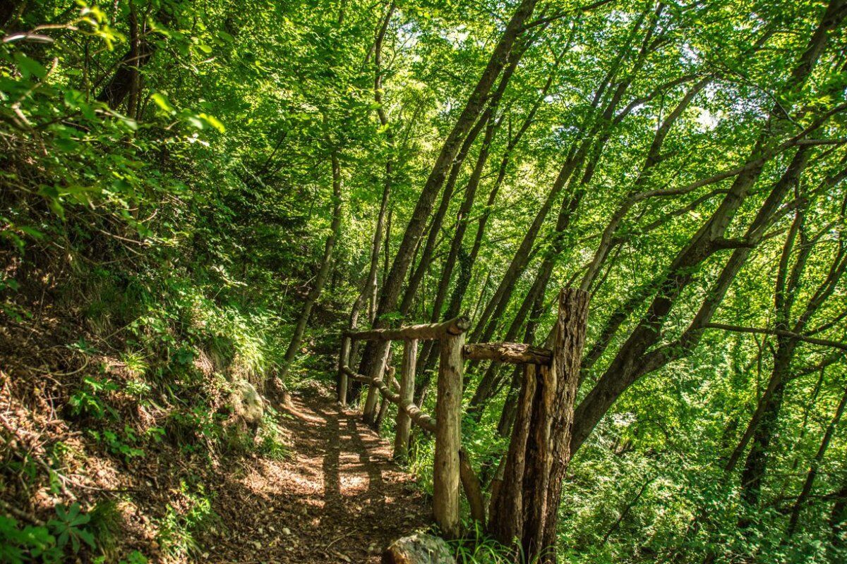 Il Sentiero dello Spirito del Bosco Il Sentiero dello Spirito del Bosco desktop picture