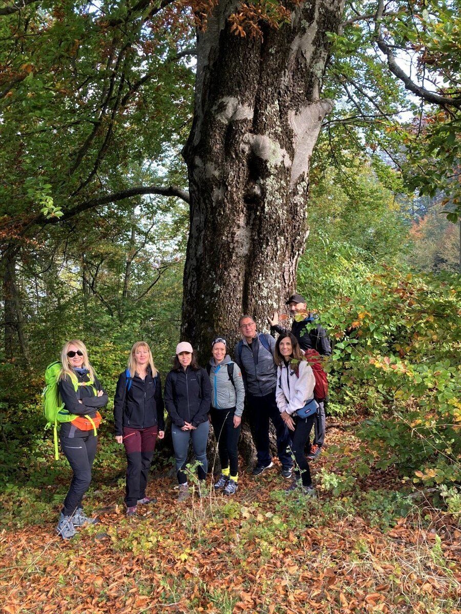 Il Sentiero dei Grandi Alberi - Prima parte desktop picture