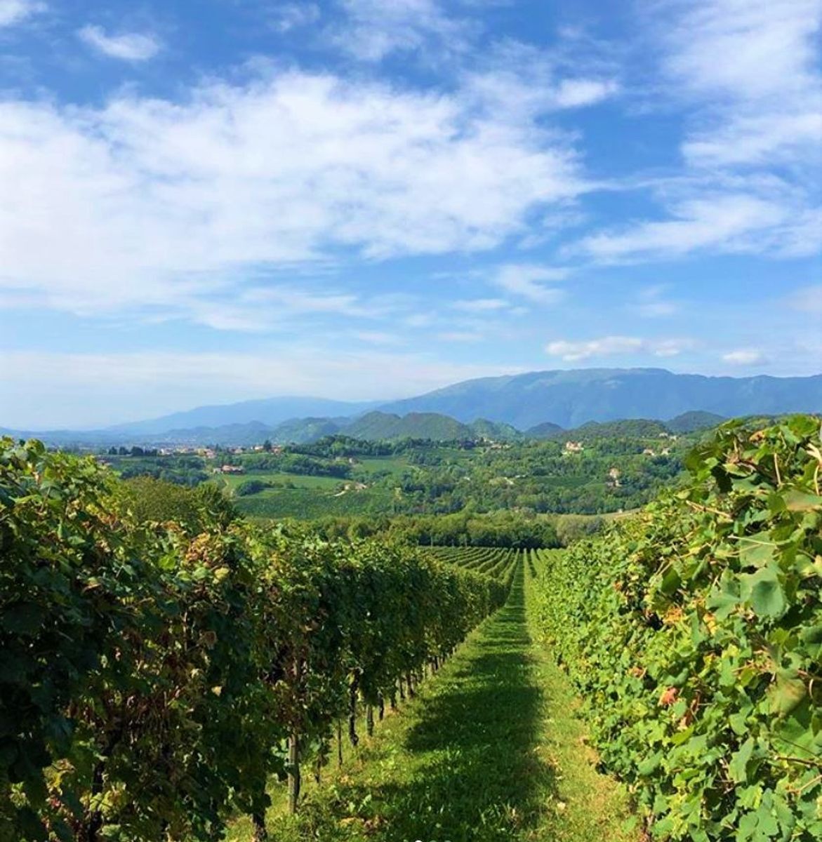 Lo Spumeggiante Anello del Prosecco: Aneddoti e Tesori Nascosti in Val Trippera Lo Spumeggiante Anello del Prosecco: Aneddoti e Tesori Nascosti in Val Trippera desktop picture