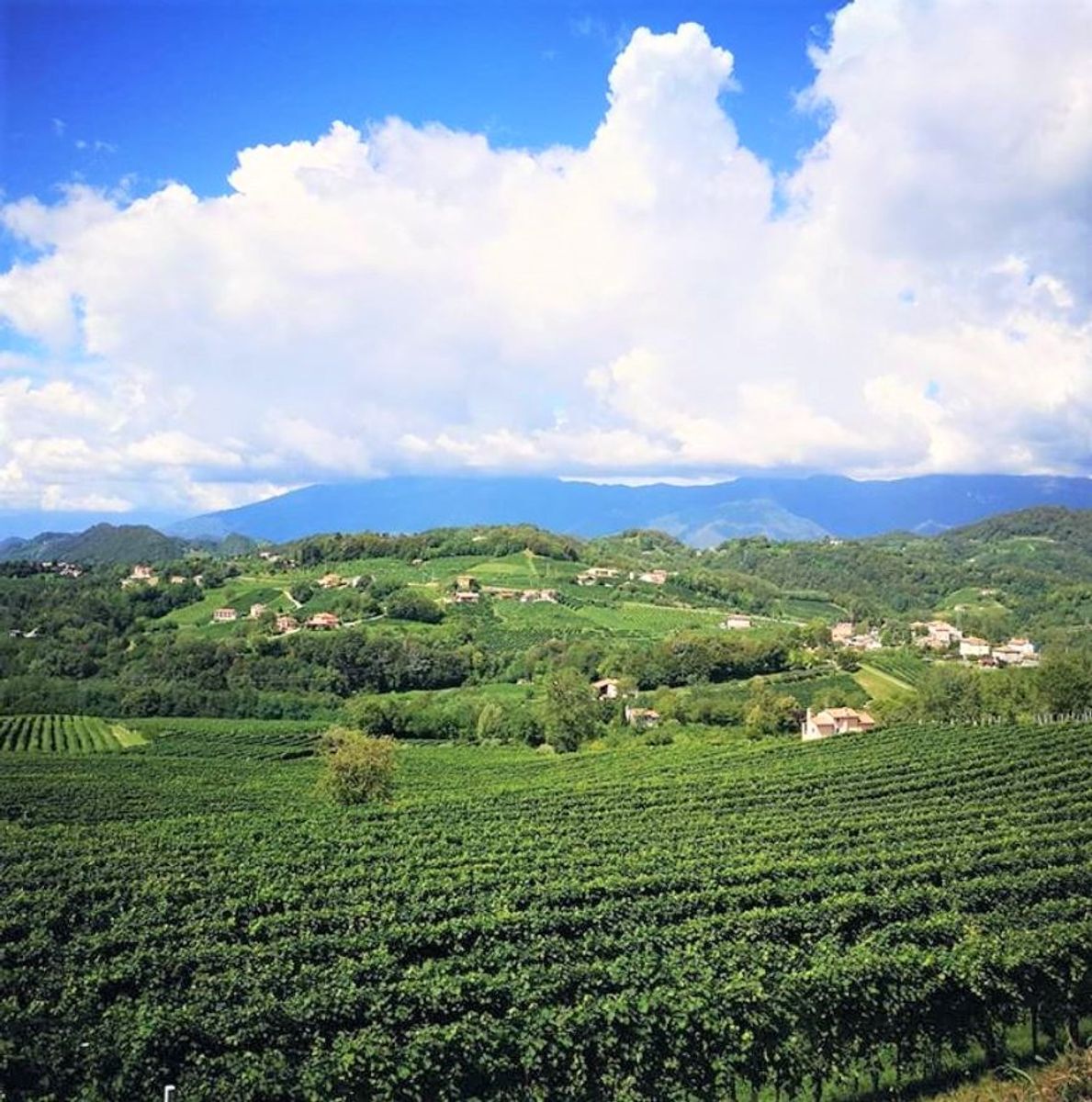 Lo Spumeggiante Anello del Prosecco: Aneddoti e Tesori Nascosti in Val Trippera Lo Spumeggiante Anello del Prosecco: Aneddoti e Tesori Nascosti in Val Trippera desktop picture