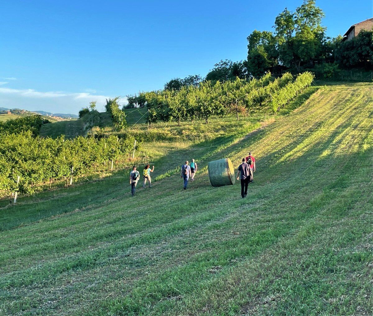 Passeggiata Serale a Castelvetro, il Borgo tra i Colli del Grasparossa Passeggiata Serale a Castelvetro, il Borgo tra i Colli del Grasparossa desktop picture