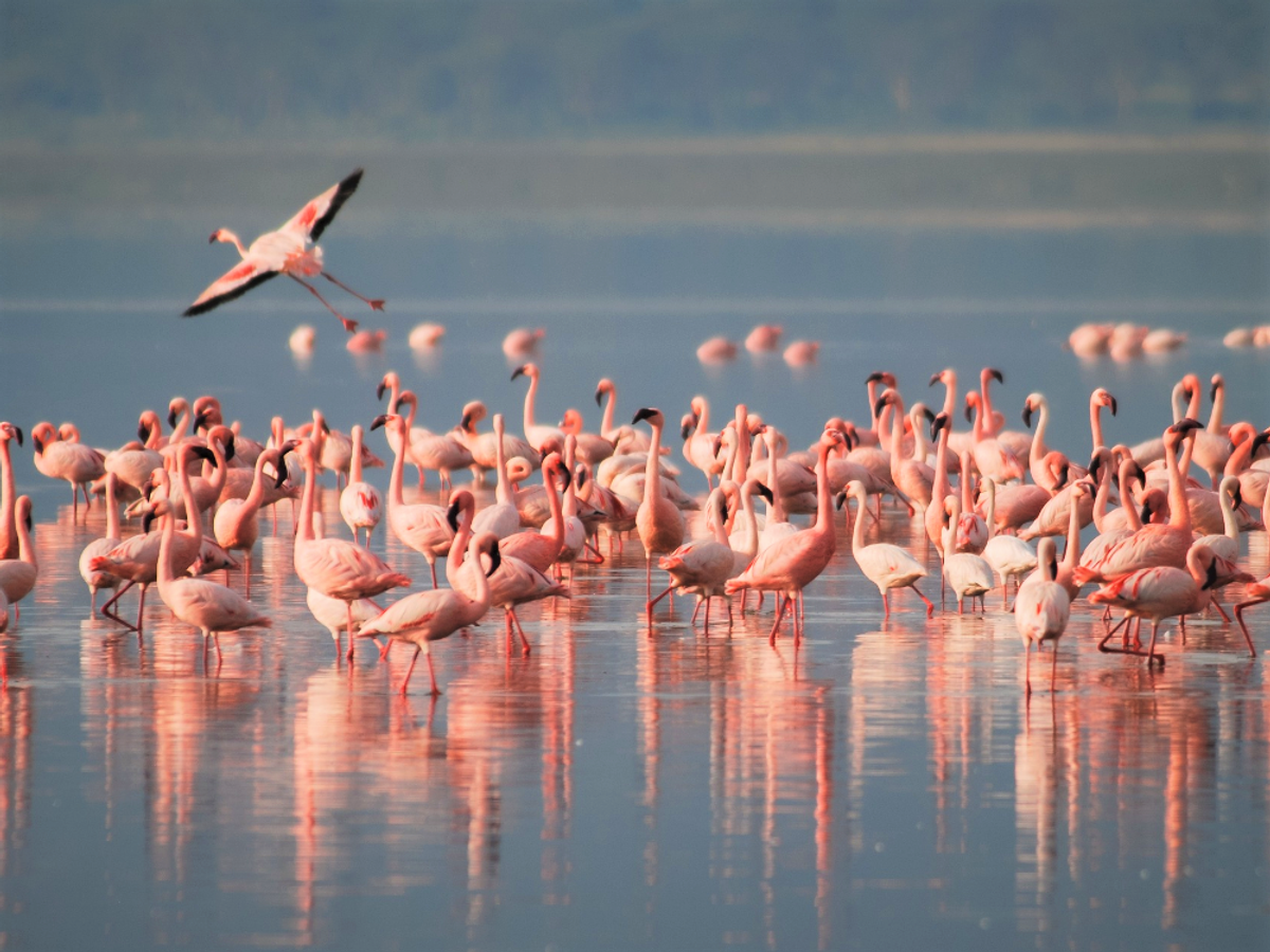 Tutti i colori delle lagune: Passeggiata al Parco del Delta del Po desktop picture