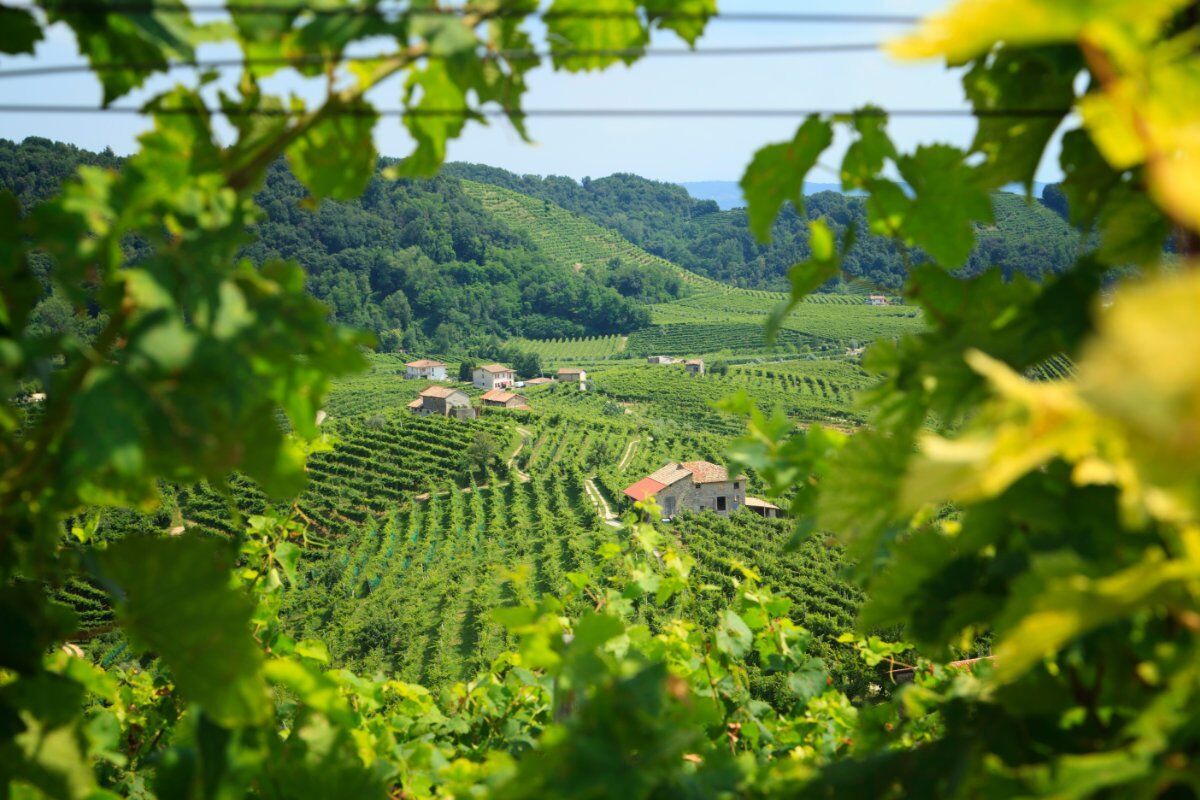 L'Anello del Prosecco: Una Camminata in Val Trippera desktop picture