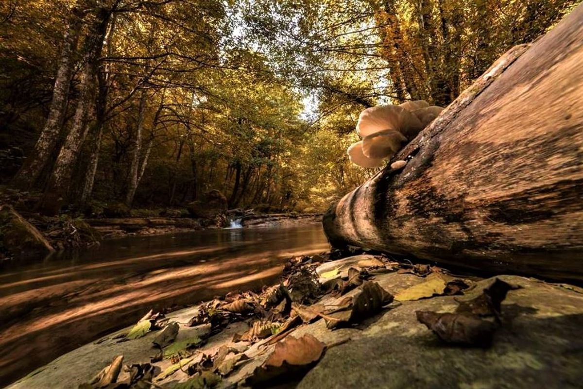 Escursione tra le Sorgenti dell’Arno e il Lago degli Idoli Escursione tra le Sorgenti dell’Arno e il Lago degli Idoli desktop picture