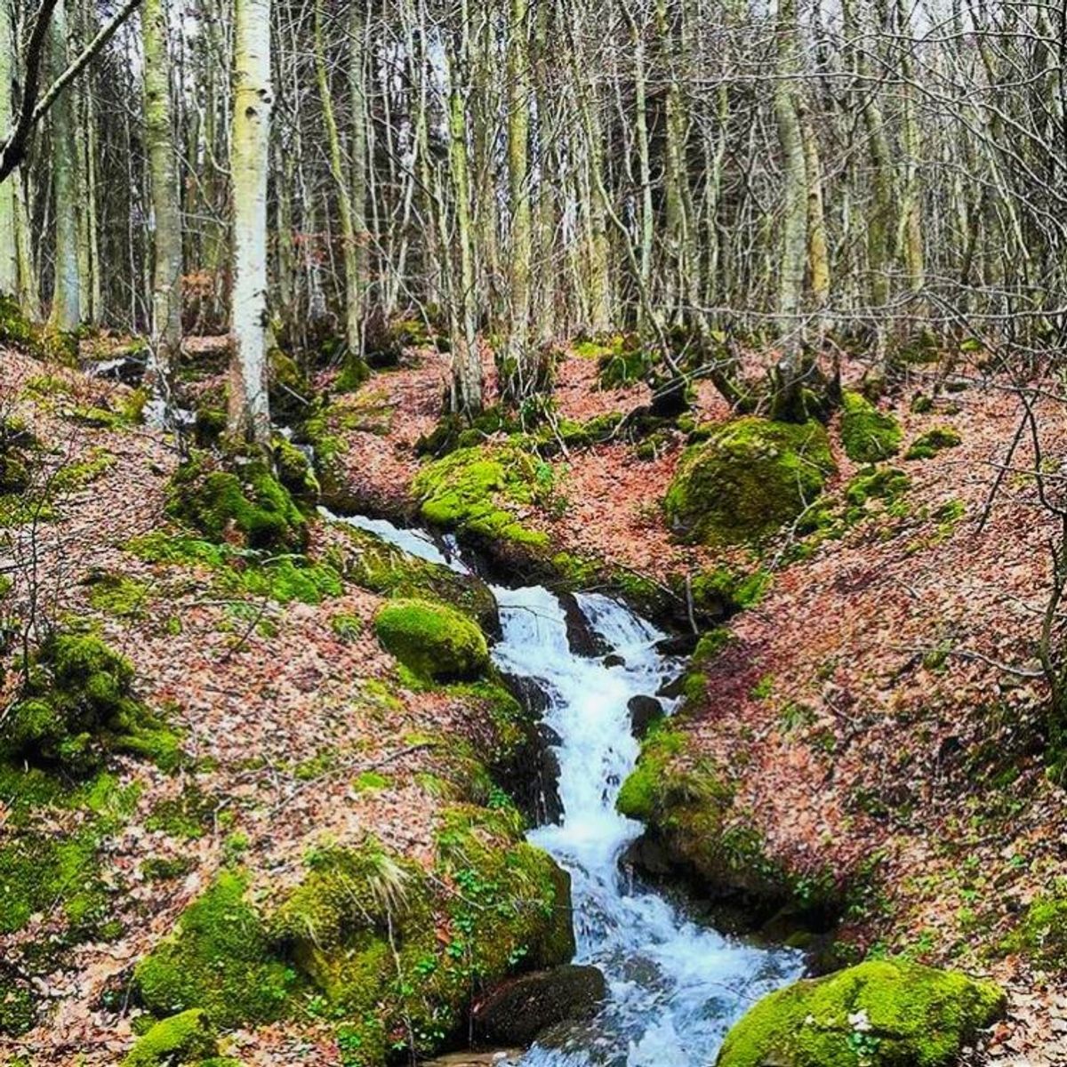 Escursione tra le Sorgenti dell’Arno e il Lago degli Idoli Escursione tra le Sorgenti dell’Arno e il Lago degli Idoli desktop picture