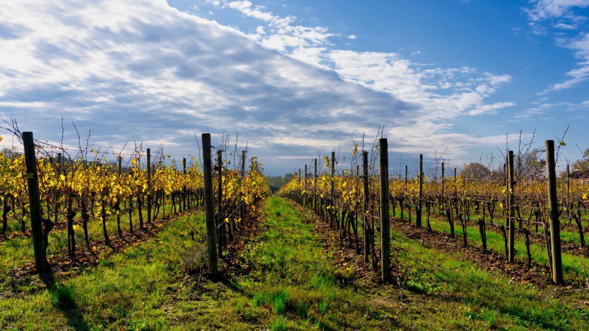 San Colombano al Lambro: un Itinerario tra i vigneti desktop picture