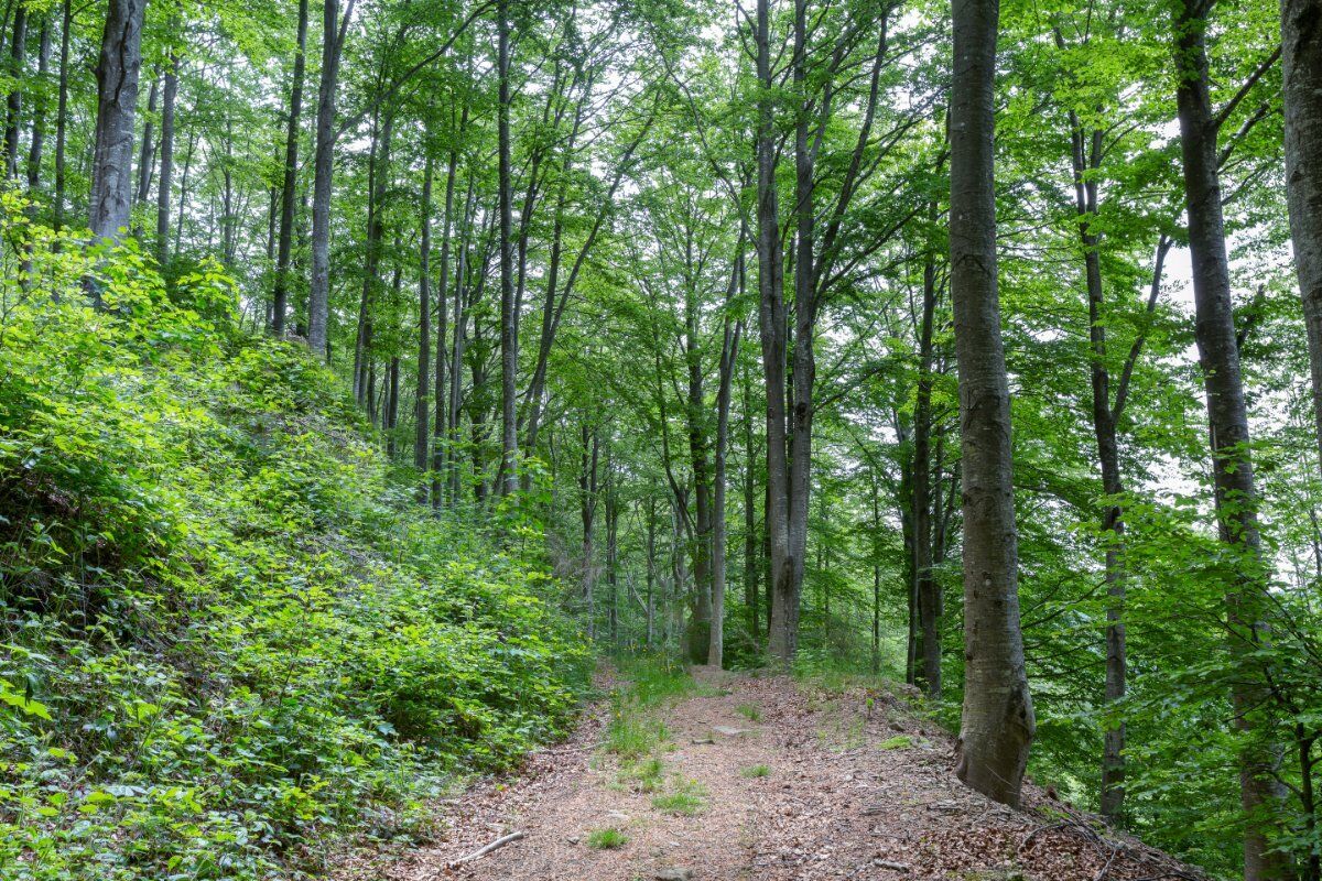 Le Faggete di Pratomagno: Trekking sull’Appennino Toscano desktop picture