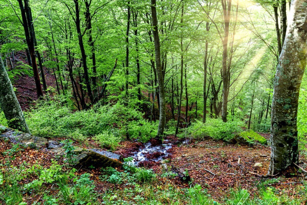 Le Faggete di Pratomagno: Trekking sull’Appennino Toscano desktop picture