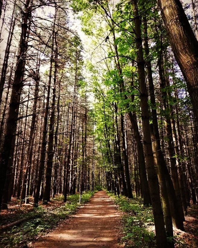 Un percorso in simbiosi con la natura: alla scoperta del Parco della Pineta di Appiano Gentile Un percorso in simbiosi con la natura: alla scoperta del Parco della Pineta di Appiano Gentile desktop picture