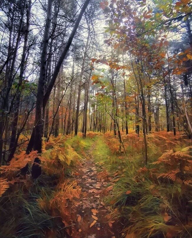 Un percorso in simbiosi con la natura: alla scoperta del Parco della Pineta di Appiano Gentile Un percorso in simbiosi con la natura: alla scoperta del Parco della Pineta di Appiano Gentile desktop picture