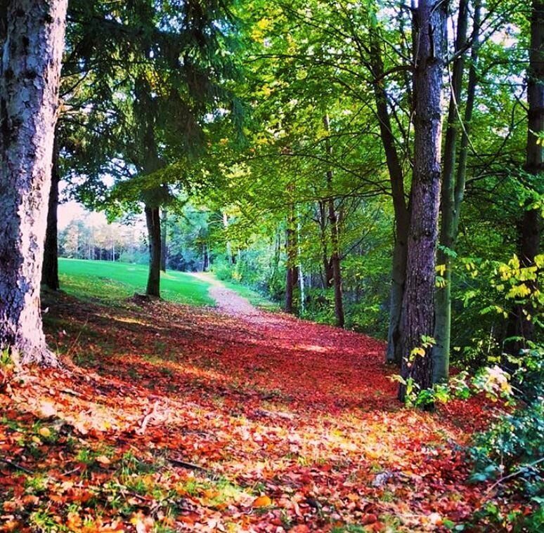 Un percorso in simbiosi con la natura: alla scoperta del Parco della Pineta di Appiano Gentile Un percorso in simbiosi con la natura: alla scoperta del Parco della Pineta di Appiano Gentile desktop picture