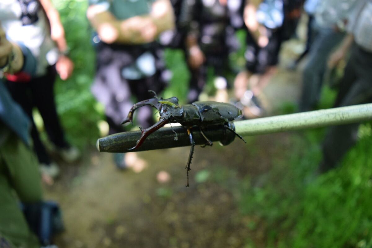 La Magia del Parco Valle Lanza fra le Sorgenti del Fugascè e il Monte Casnione La Magia del Parco Valle Lanza fra le Sorgenti del Fugascè e il Monte Casnione desktop picture