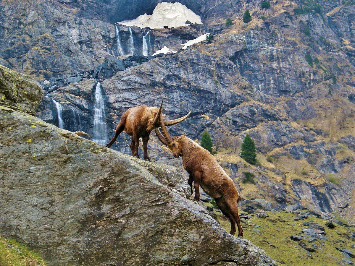 Escursione a Maslana sulle tracce degli stambecchi Escursione a Maslana sulle tracce degli stambecchi desktop picture