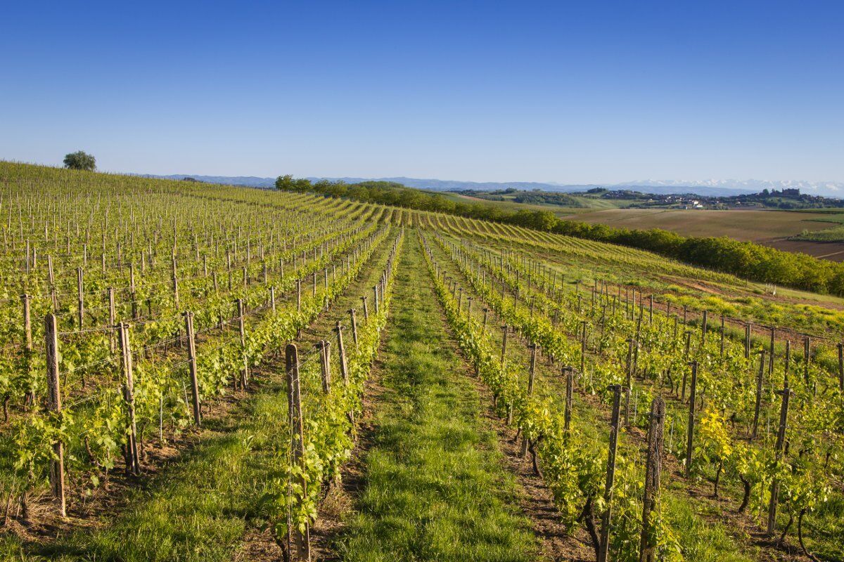 Da Grazzano Badoglio a Casorzo: Passeggiata nei colli del Monferrato Da Grazzano Badoglio a Casorzo: Passeggiata nei colli del Monferrato desktop picture