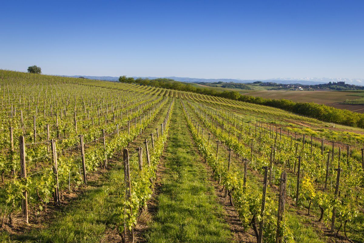 Da Grazzano Badoglio a Casorzo: Passeggiata nei colli del Monferrato desktop picture