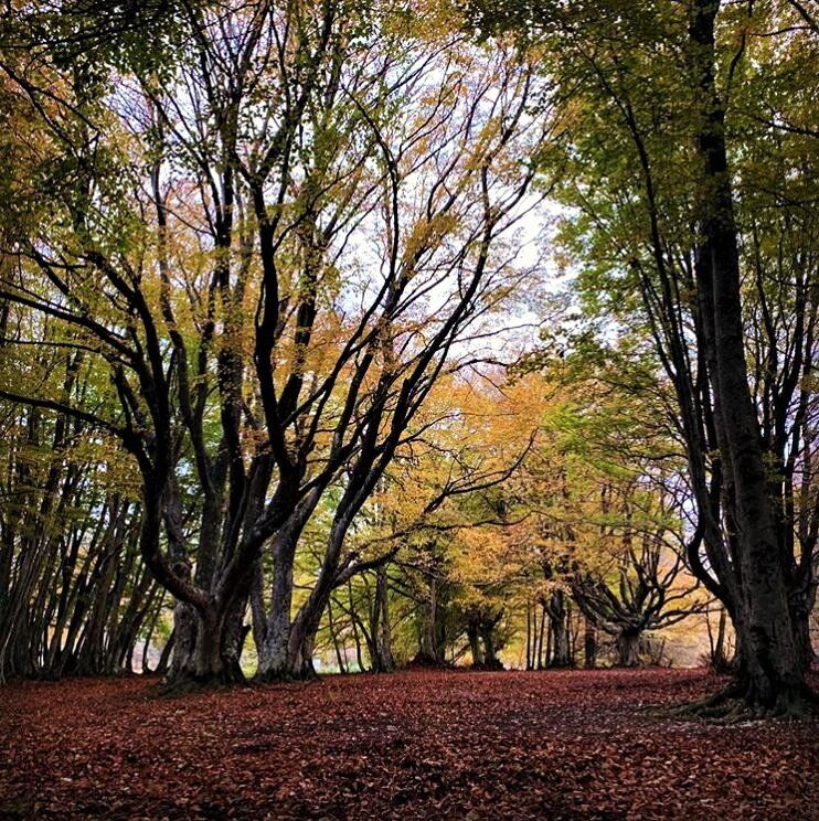 La faggeta di Canfaito e il Borgo incantato di Elcito: tesori dall’Appennino Marchigiano desktop picture