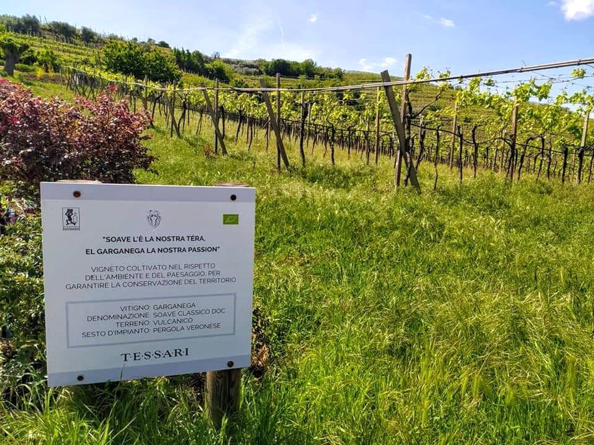 Cantina Tessari: Degustazione di Vino Veronese tra tradizioni e sapori Cantina Tessari: Degustazione di Vino Veronese tra tradizioni e sapori desktop picture