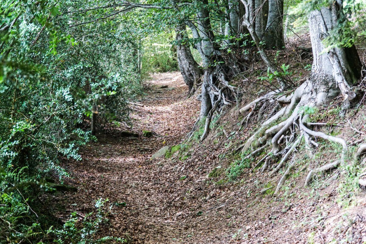 Una Camminata Cullati dalla Natura di Orsigna, il Borgo di Tiziano Terzani desktop picture