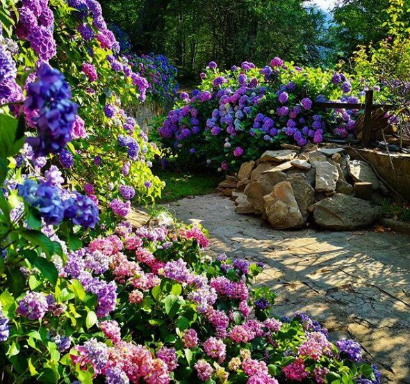 Tresana e Le Ortensie: Escursione nel Borgo Dai Mille Colori desktop picture