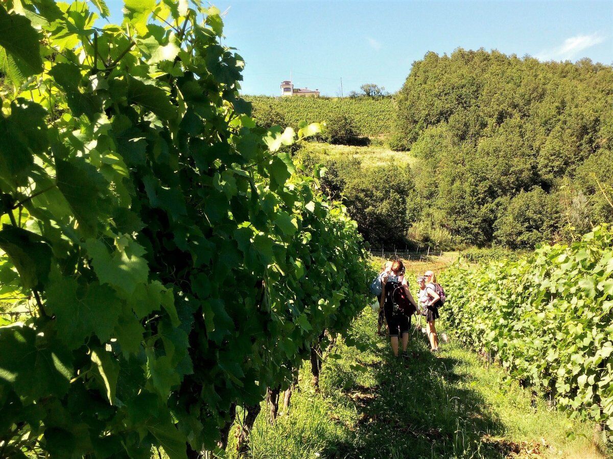 Loazzolo e i Sentieri del Vino: Terre dal Fascino Senza Tempo desktop picture