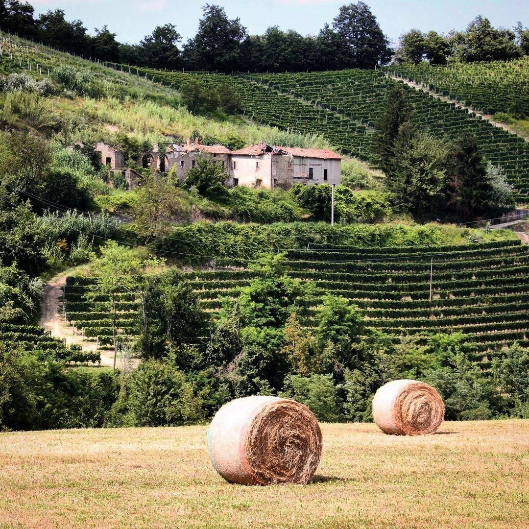 Passeggiata a Loazzolo e i Sentieri del Vino Moscato desktop picture