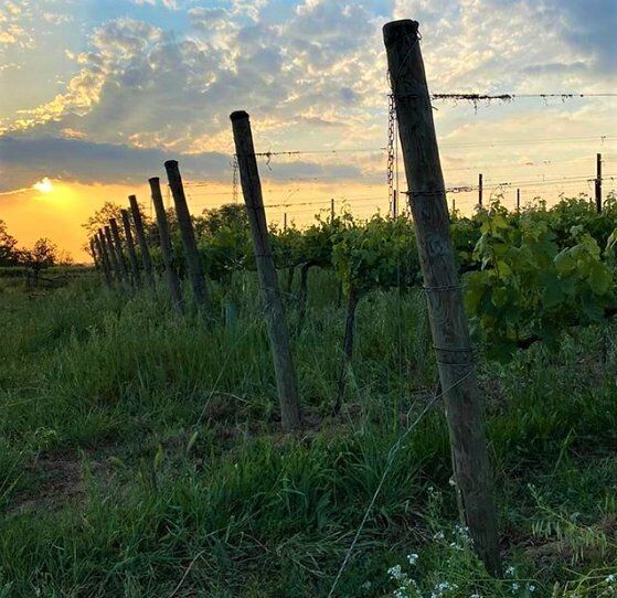 Escursione Serale per Scoprire il Suggestivo Mondo dei Rapaci Notturni Escursione Serale per Scoprire il Suggestivo Mondo dei Rapaci Notturni desktop picture