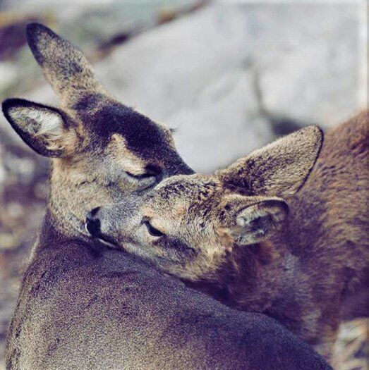 Dolce Escursione tra Caprioli e Poiane al Centro Faunistico dell’Adamello Dolce Escursione tra Caprioli e Poiane al Centro Faunistico dell’Adamello desktop picture
