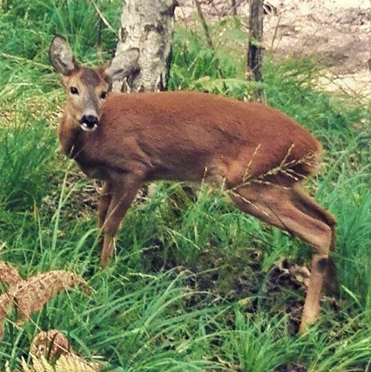 Dolce Escursione tra Caprioli e Poiane al Centro Faunistico dell’Adamello Dolce Escursione tra Caprioli e Poiane al Centro Faunistico dell’Adamello desktop picture