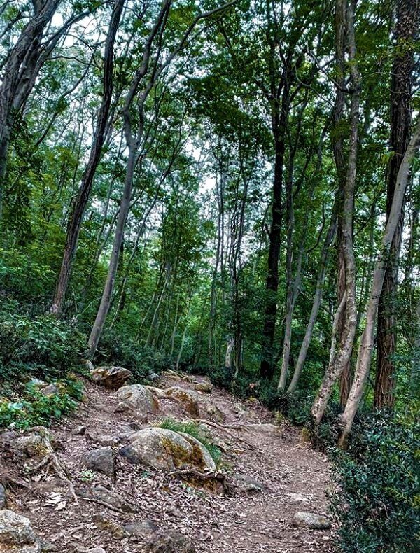 Nel Cuore dei Colli Euganei: Escursione al Monte della Madonna Nel Cuore dei Colli Euganei: Escursione al Monte della Madonna desktop picture