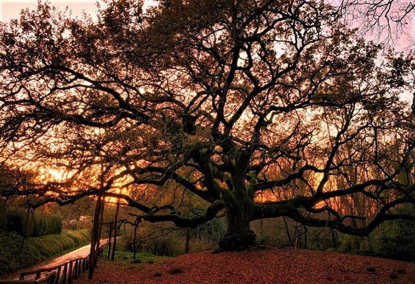 Passeggiata Serale per rievocare il Mito della Quercia delle Streghe Passeggiata Serale per rievocare il Mito della Quercia delle Streghe desktop picture